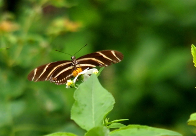 [The butterfly is perched on the yellow center of a white flower. Its antenna are above the head in a vee. Its stripes are clearly visible on its wings, head, and body.]